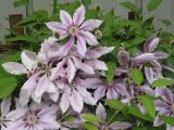Nellie-Moser-IMG_1905.jpg