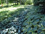 Lotsa Hosta