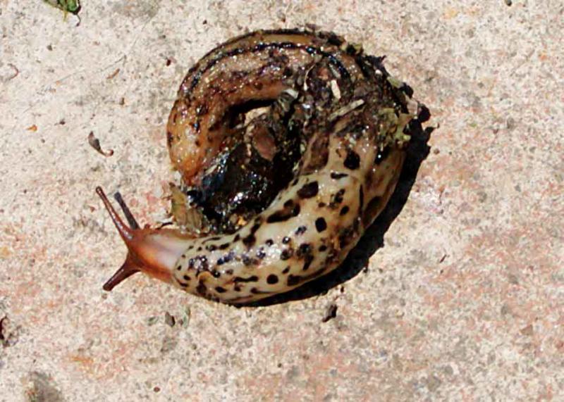 slug