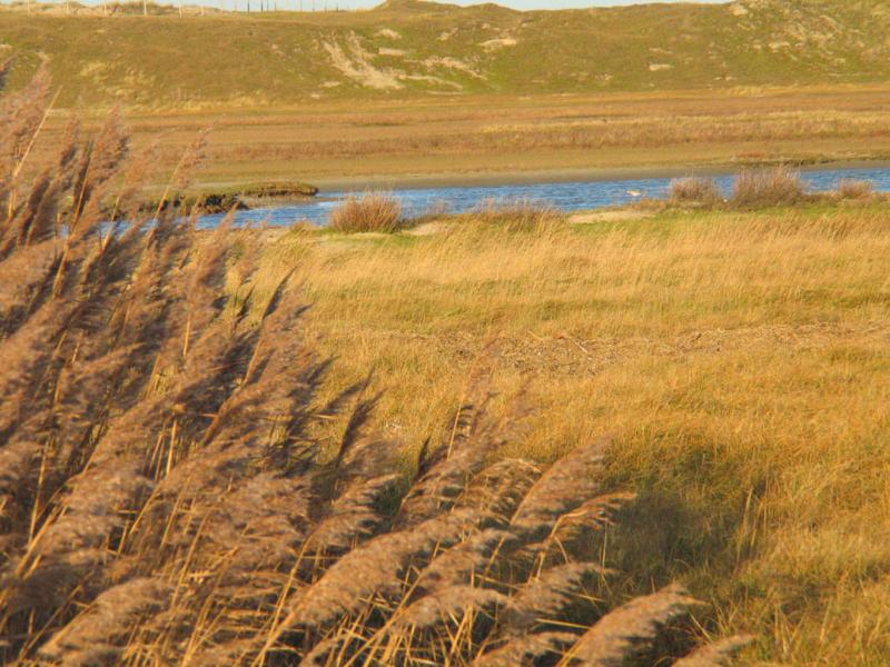 Reeds 2.jpg
