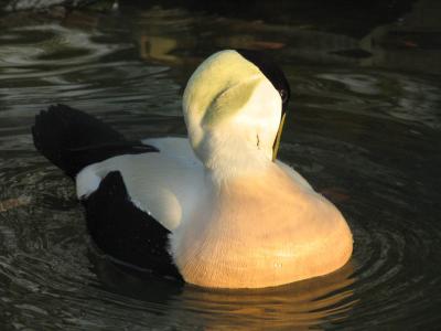 Radiant duck.jpg