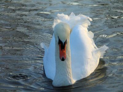 Swan 2.jpg