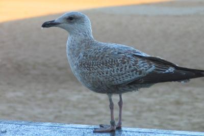 seagull standing