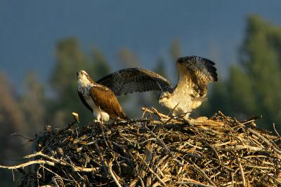 osprey3.jpg