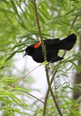 Male Red-winged Blackbird