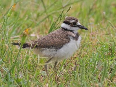 Killdeer Chick