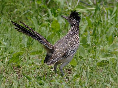 Road Runner