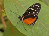 Heliconius hecale