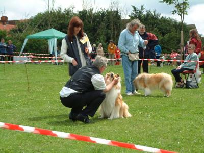 CC show London Collie Club 16/06/02