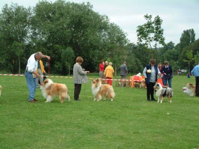 Dogs class winners