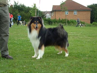 Myriehewe Galileo, best puppy dog