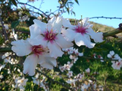 Flower(s) of Almond tree