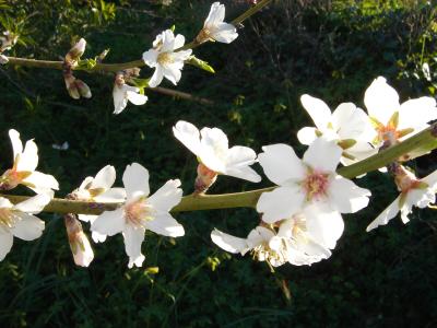 Flowers of Almond tree