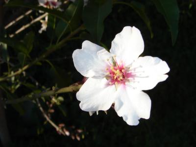 Flower of Almond tree