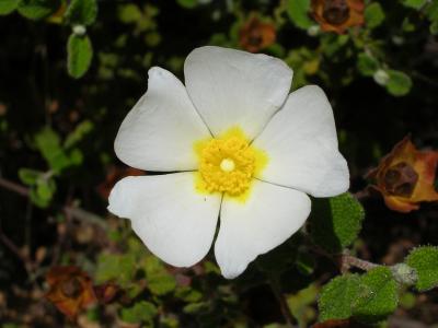 Sage-leaved Rock-rose (Cistus salviifolius)