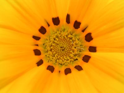 Gazanias // Gazania 'Talent' (Gazania rigens)