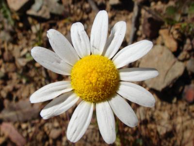 Margaça (Chamaemelum mixtum)