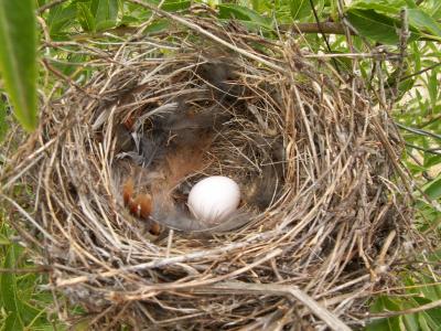 Ninho de Pintassilgo /|\ Nest of European Goldfinch (Carduelis carduelis)