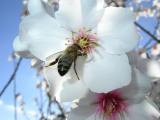 Bee in a Flower of Almond tree