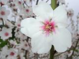 Flower(s) of Almond tree