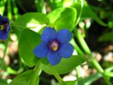 Morrião-azul // Blue Pimpernel (Anagallis arvensis ssp. foemina)