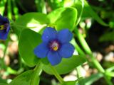 Morrio-azul // Blue Pimpernel (Anagallis arvensis ssp. foemina)