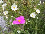 Wild Flowers - Cistus sp.