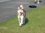 Husky White Socks