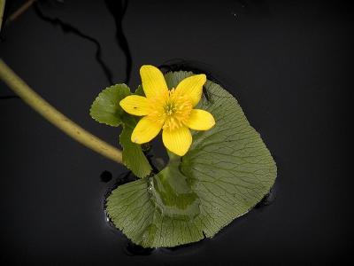 Marsh Marigold.jpg