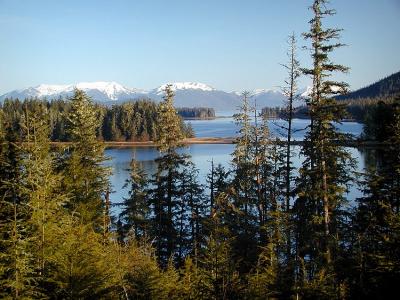 A View Thru The Pines