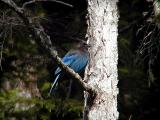 Stellers Jay #1