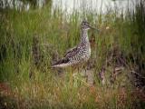 Yellow Legs