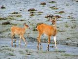 Doe and Fawn on Mud Flat
