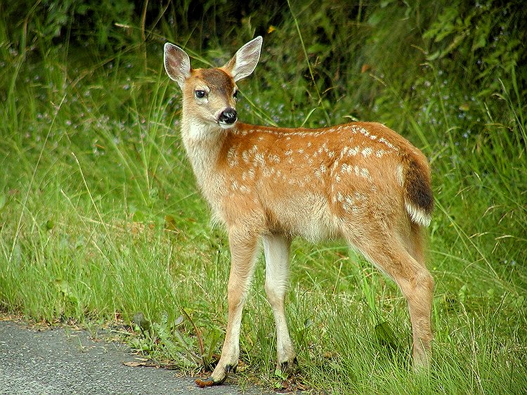 Sitka Blacktail Fawn #1