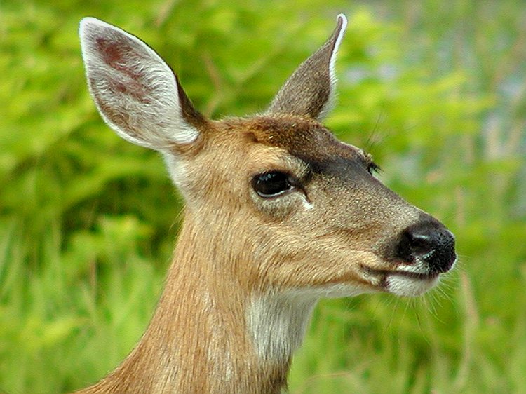 Sitka Blacktail  Doe #1