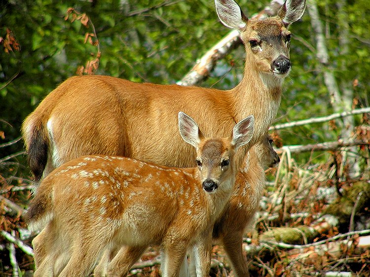 Sitka Blacktail  Doe & Fawn