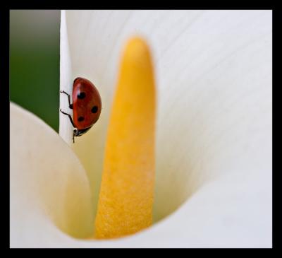 Calla 11