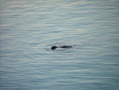 Seals enjoy the Fishermens luck