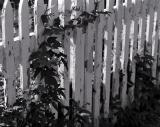 Picket Fence