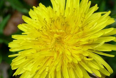 Dandelion