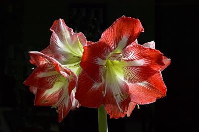 Amaryllis Full Bloom s.jpg