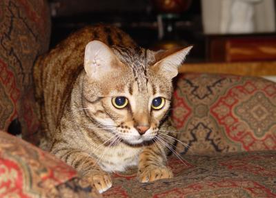 Ethel ready to pounce