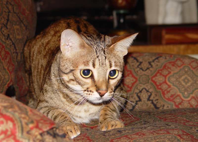 Ethel ready to pounce