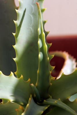 Coeur de Cactus