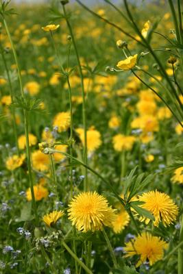Blumenwiese
