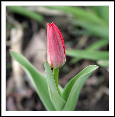 29-APR-2005 first tulip