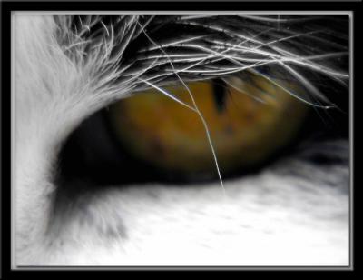 Boops' Eye Macro