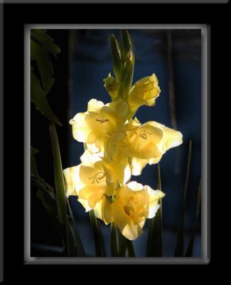 Gladiola