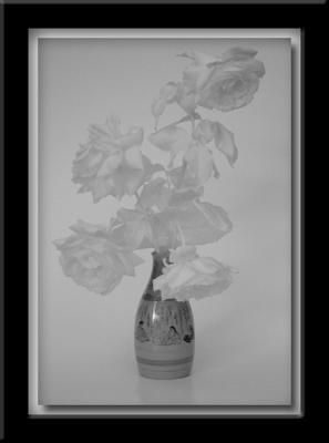 Roses Infrared