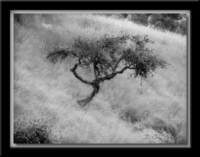Tree Infrared